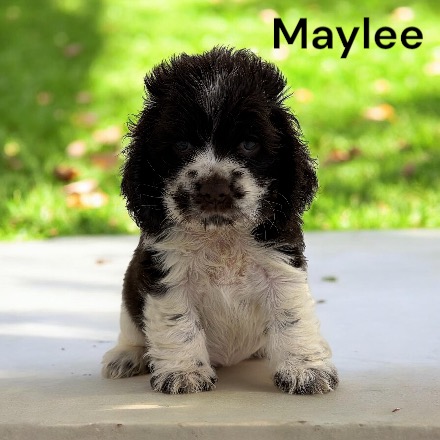 puppy, for, sale, Cocker Spaniel, Joe & Cherri  Overlease, dog, breeder, Miller, MO, dog-breeder, puppy-for-sale, forsale, nearby, find, puppyfind, locator, puppylocator, aca